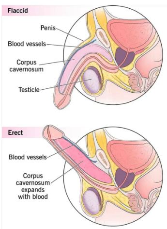HERBOMEN POWER OIL FOR MENS
